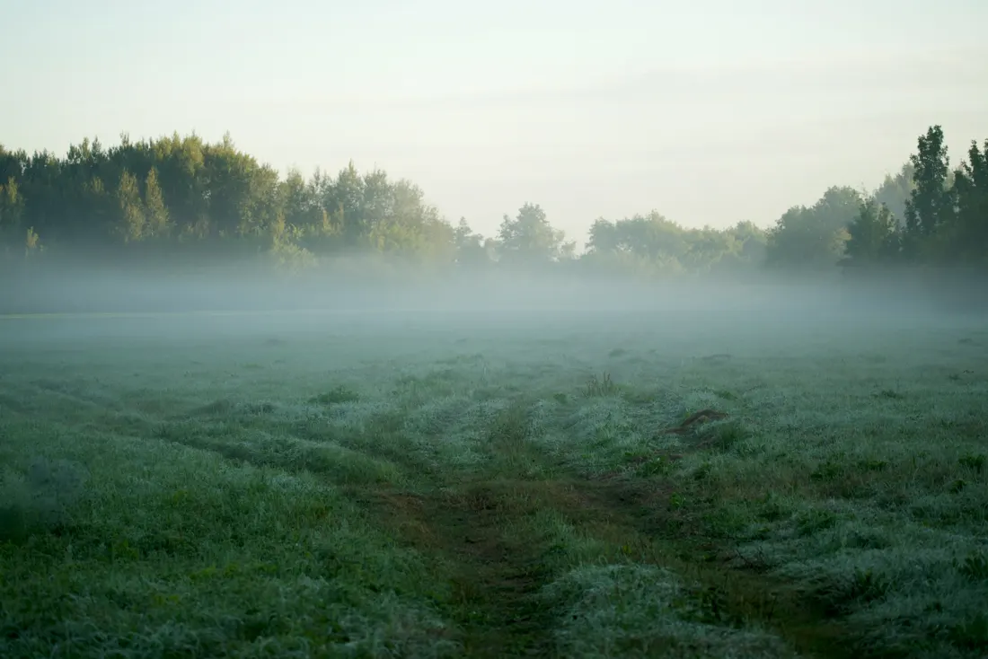 Campo coberto de névoa ao amanhecer